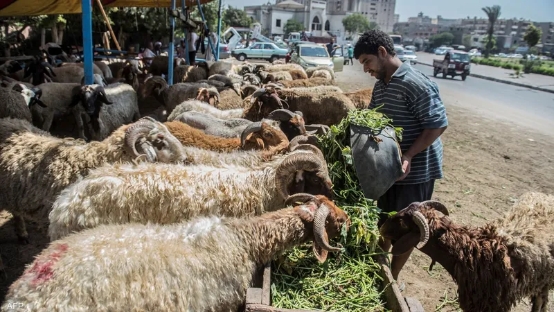 كيفية التسجيل في منصة أضاحي 2026: الخطوات والشروط بالتفصيل